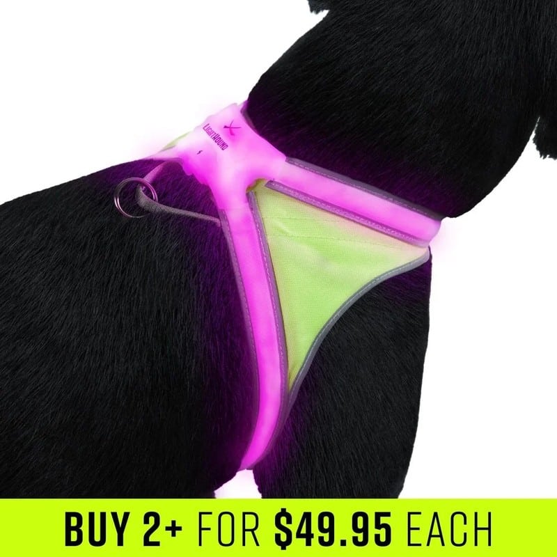Noxgear LightHound LED Illuminated Harness