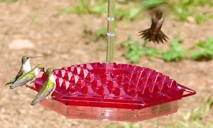 Hummingbird feeder unboxing